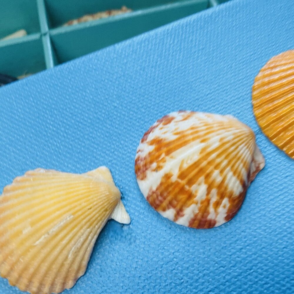 Scallop Shell Art